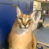 jdorhjdodk