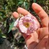deysiflores222