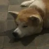 lahiyaaak