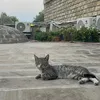nasser0011