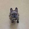 dogz4lifecranbrook