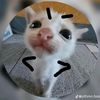 catnap.juega