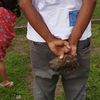 adrianus.bie.fern