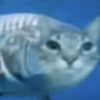 fishfig0