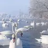 irinawild