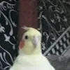 gustavo_40567