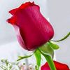 hridoy.mondol3