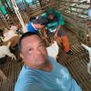 latipkambing