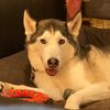 wolf_the_husky15