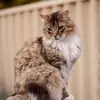 feliscatus866