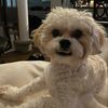 shilohtheshichon