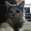 Kucing Belang