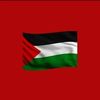 tahaelshamy782
