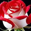 mdallaminkhan7787
