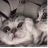talialuvsme
