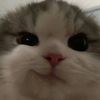 민D