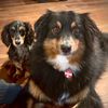 charli_sah_dog_mom