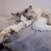 flippi_ragdoll