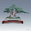 Góc Bonsai