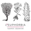 leuphorbia