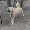bay_karabas_466