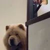zeetah_19