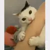 ssttttssssss