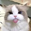 febbby_cil