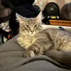 5catfam