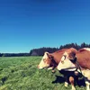mariagerg_