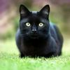 black.cat.dz39