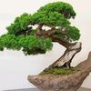 phongcachbonsai