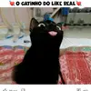 gatinhodolikee