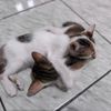 mompusidanpuspus