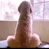 _yogssx