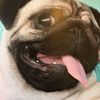 puglove20255