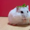 abokadonanndayo