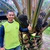 amanbujot