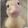 hadii_8