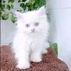 mdabdulrohim881