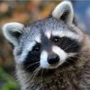 the_racoonlord