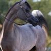 الحصان الذهبي 🐴