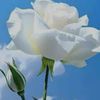 malak_5817