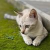 arjunsuryam_