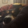 ruby_roller