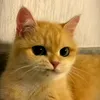 salvatore_740