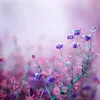 aimaa_noona7