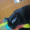 ginopalermo1