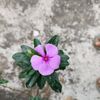mdshakib86558