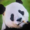 panda.._.._